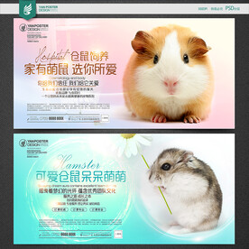 仓鼠