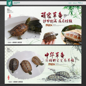 草龟