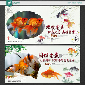 金鱼