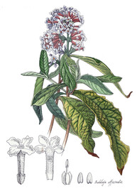 密蒙花