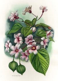 油桐