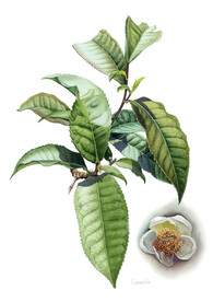 茶