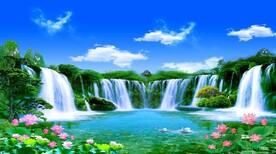 荷花风景