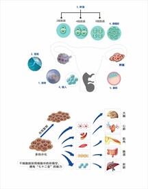 大健康
