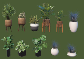 绿植盆栽