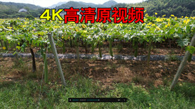农民种丝瓜