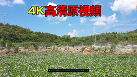 葫芦水草花开