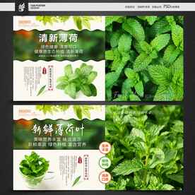 薄荷