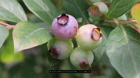 蓝莓树挂果