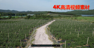 蓝莓基地航拍 