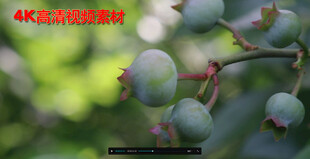  果实风里摇晃