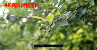 青果子 