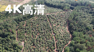 油茶果基地