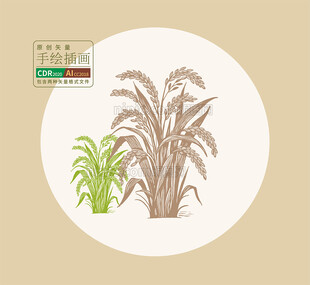 矢量手绘水稻稻谷插画