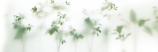 雾气磨砂膜效果绿植贴图