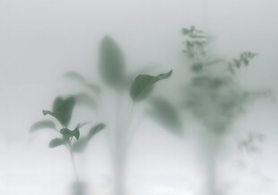 雾气磨砂膜效果绿植贴图