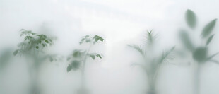 雾气磨砂膜效果绿植贴图