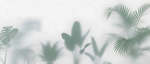 雾气磨砂膜效果绿植贴图