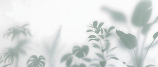 雾气磨砂膜效果绿植贴图