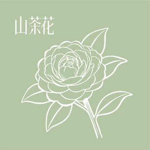 山茶花线条插画