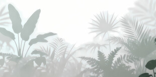 雾气磨砂膜效果绿植贴图