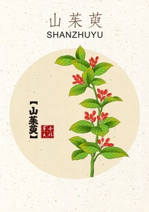 山茱萸