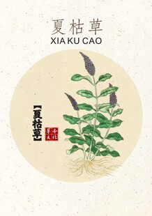 夏枯草