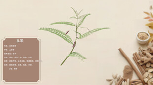 清新植物标本与自然元素儿茶