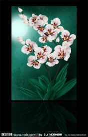 无框画蝴蝶兰花