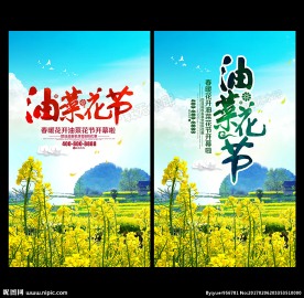 油菜花
