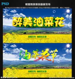 油菜花