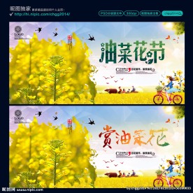 油菜花节 赏油菜花
