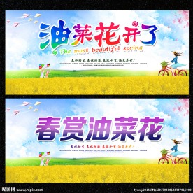 油菜花