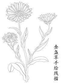金盏草手绘线描
