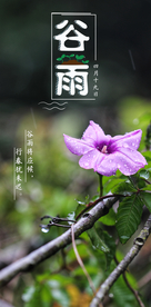 谷雨海报