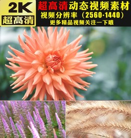 春天鲜花盛开鸟语花香大自然视频