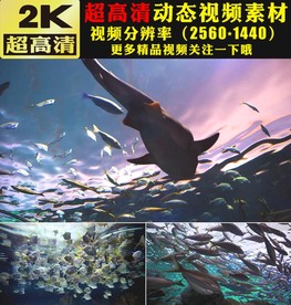 海洋海底世界鲸鱼鱼类生物视频