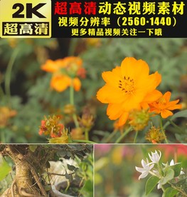 春天野外大自然鲜花盛开视频素材