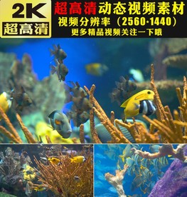 唯美海洋主题舞台背景视频素材