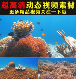 唯美海洋海水世界生物鱼群视频