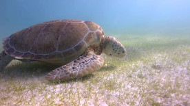 海龟在海床上觅食