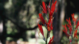 野花红色泛视图