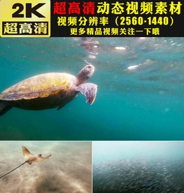 蓝色海底世界海龟海鱼游动视频