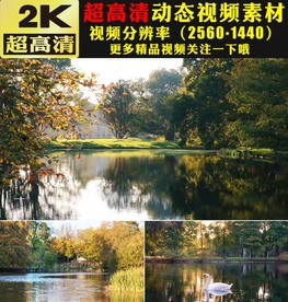 绿色森林阳光大白鹅湖面戏水视频