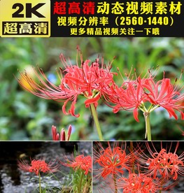红色彼岸花开小清新大自然视频