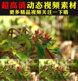春天绿叶小草青草蝴蝶鲜花视频