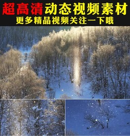 唯美下雪松树雪景光晕冬天视频