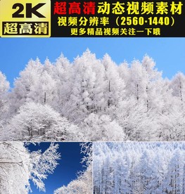 冬天雪景雪松下雪雪林雪山视频