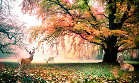 树林风景电视背景装饰画