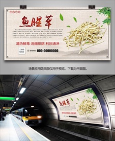 鱼腥草简介海报灯箱展板挂画单页